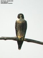 Orange-breasted Falcon - Falco deiroleucus