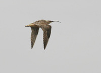 Bristle-thighed Curlew - Numenius tahitiensis