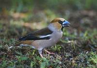 Hawfinch (Coccothraustes coccothraustes) photo