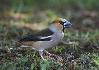 Hawfinch (Coccothraustes coccothraustes) photo