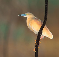 Squacco Heron (Ardeola ralloides) photo