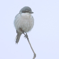 Southern Grey Shrike (Lanius meridionalis) photo