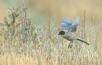 Azure-winged Magpie (Cyanopica cyanus) photo