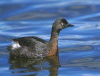 New Zealand Dabchick (Poliocephalus rufopectus) photo