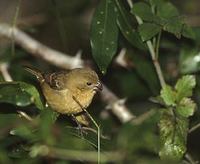 White-collared Seedeater (Sporophila torqueola) photo