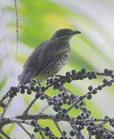 Scaled Fruiteater (Ampelioides tschudii) photo