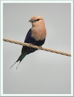 Blue-bellied Roller - Coracias cyanogaster