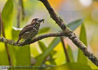 Lanceolated Monklet - Micromonacha lanceolata