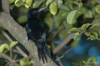 Guadeloupe Woodpecker - Melanerpes herminieri