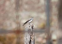 Rufous-naped Ground-Tyrant - Muscisaxicola rufivertex