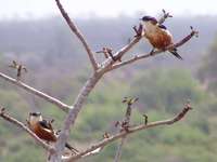 Mosque Swallow - Cecropis senegalensis