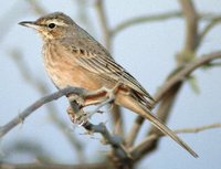 Long-billed Pipit - Anthus similis