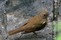 Cocoa Thrush - Turdus fumigatus