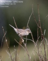 Barred Warbler - Sylvia nisoria