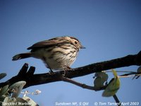 Speckled Warbler - Chthonicola sagittatus