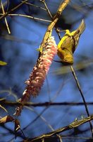 Plain-throated Sunbird - Anthreptes malacensis