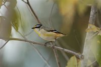 Striated Pardalote - Pardalotus striatus