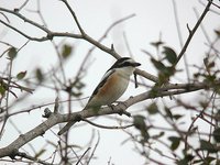 Masked Shrike - Lanius nubicus