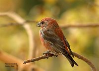 Red Crossbill - Loxia curvirostra