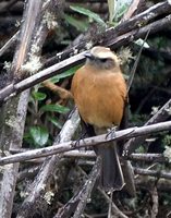 Cinereous Conebill - Conirostrum cinereum