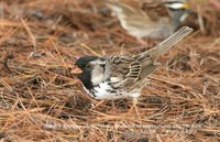 Harris' Sparrow - Zonotrichia querula