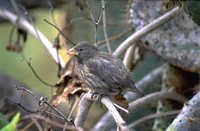 Sharp-beaked Ground-Finch - Geospiza difficilis