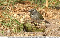 Streaked Saltator - Saltator striatipectus