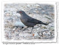 Bronzed Cowbird - Molothrus aeneus