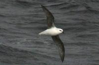 White-headed Petrel (Pterodroma lessonii)