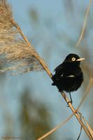 *NEW* Spectacled Tyrant: male