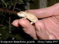 Bradypodion thamnobates