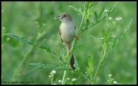 Graceful Prinia !