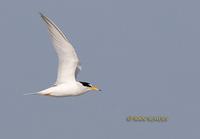 Little tern C20D 03479.jpg