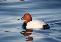 흰죽지 Pochard Aythya ferina