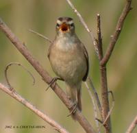 Black-Browed Reed Wabler Acrocephalus bistrigiceps 쇠개개비