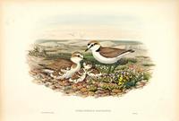 Hart after Gould Kentish Plover (Aegialophilus cantianus)