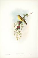 Richter after Gould Melodious Warbler (Ficedula hypolais)