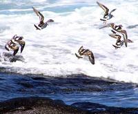 Ruddy Turnstone