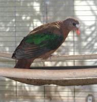Stephan's dove Chalcophaps stephani
