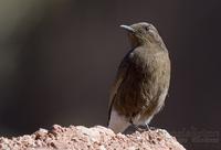 svartsteinskvett / black wheatear (Oenanthe leucura)