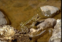 : Bufo boreas; Western Toad