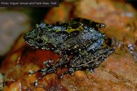 : Gephyromantis webbi
