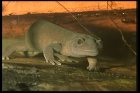 : Hynobius chinensis; Chinese Salamander