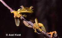 : Hypsiboas albomarginatus