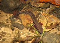 : Necturus maculosus louisianensis; Red River Mudpuppy