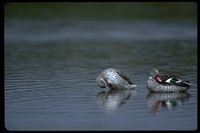 : Anas capensis; Cape Teal, Cape Wigeon