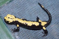 : Salamandra atra aurorae; Alpine Salamander