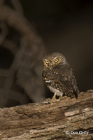 : Micrathene whitneyi; Elf Owl