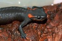 : Tylototriton taliangensis; Taliang Knobby Newt