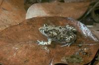 : Uperoleia lithomoda; Stonemason's Toadlet